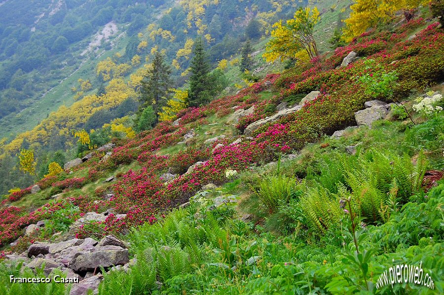 04 Bellissimi rododendri.jpg